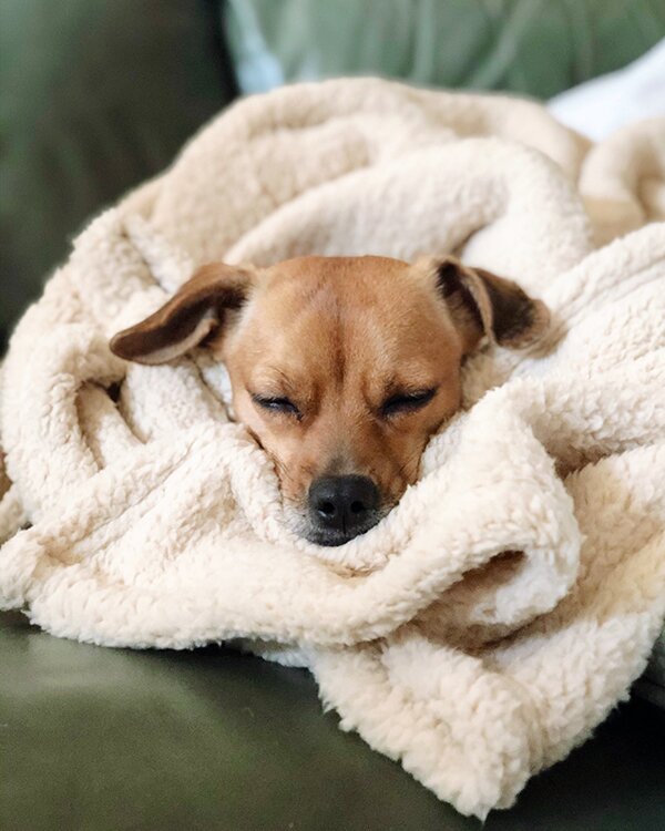 My Favorite Things: January - furrybaby dog blankets