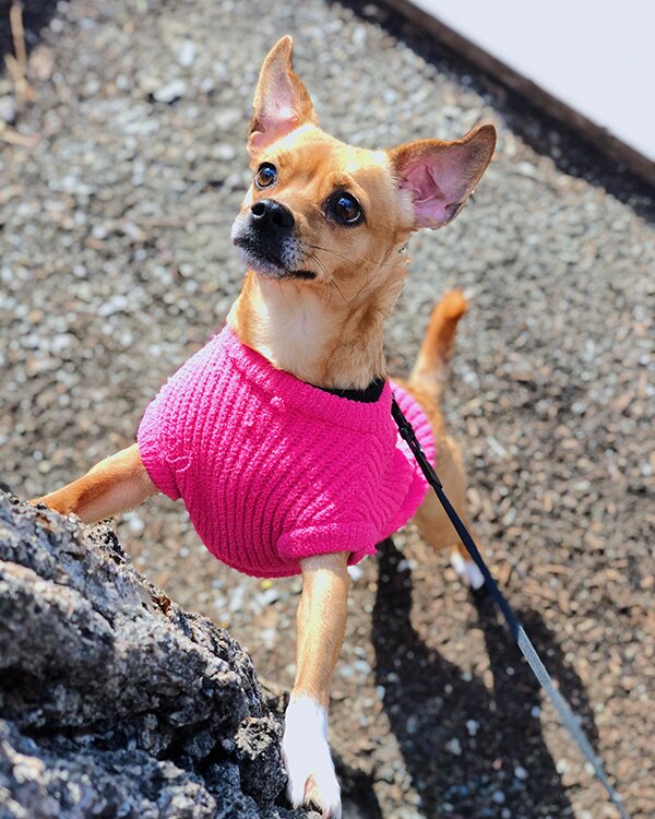 My Favorite Things: February - Pink highlighter sweater from Canada Pooch